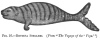 FIG. 16.RHYTINA STELLERI. (From The Voyage of the Vega.)
