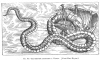 FIG. 67.SEA-SERPENT ATTACKING A VESSEL. (<i>From Olaus Magnus</i>).
