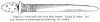 Figure 2.Ceremonial wand from Mesa Grande. Length 23 inches. Peabody Museum of Archaeology and Ethnology, No. 4-66454.